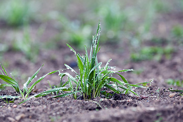 Image showing young grass plants, close-up