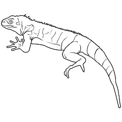 Image showing Lizard is goanna silhouette on a white background. illustration