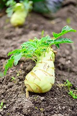 Image showing Kohlrabi, or German Turnip, on ground