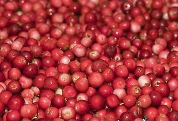 Image showing Heap of cowberry