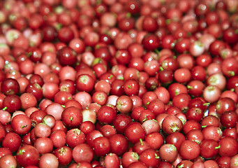 Image showing Heap of cowberry