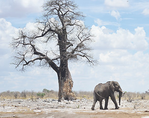 Image showing elephant in Africa