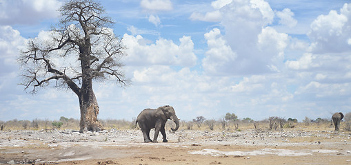 Image showing elephants in Africa