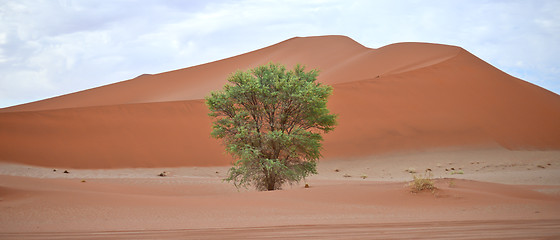 Image showing Namib landscape