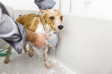 Image showing bathing a cute dog