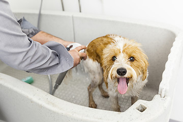 Image showing bathing a cute dog