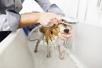 Image showing bathing a cute dog