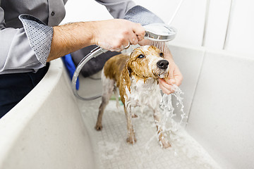 Image showing bathing a cute dog