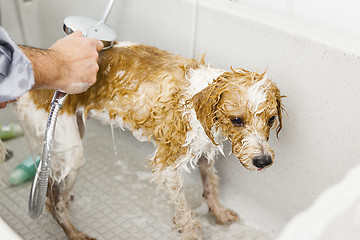 Image showing bathing a cute dog