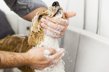 Image showing bathing a cute dog