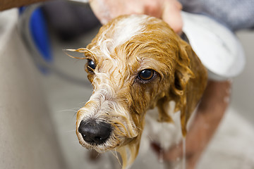 Image showing bathing a cute dog