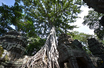 Image showing Ta Prohm Temple, Angkor, Cambodia