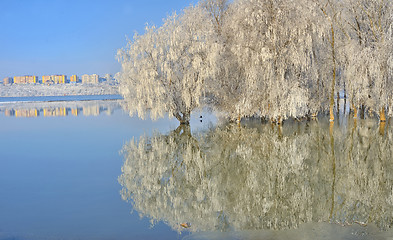 Image showing Frosty trees on Danube river