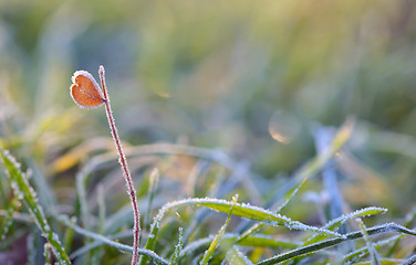 Image showing frozen grass and heart shape leaf