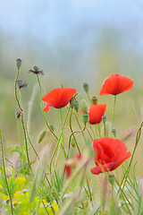 Image showing Field of bright red  poppy flowers 