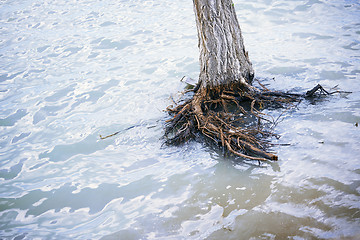 Image showing Dead tree in water during flood