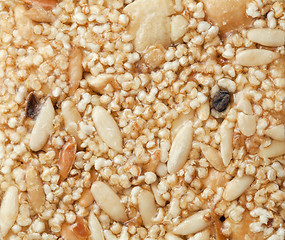 Image showing Indian brittle close-up