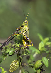 Image showing Grasshopper