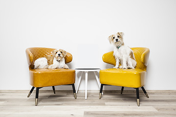 Image showing two little dogs sitting on armchairs