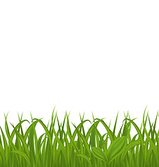 Image showing Fresh green grass isolated on white background, space for your t