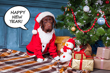 Image showing The black labrador retriever sitting with gifts on Christmas decorations background