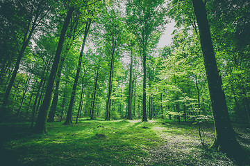 Image showing Green trees in a forest at springtime