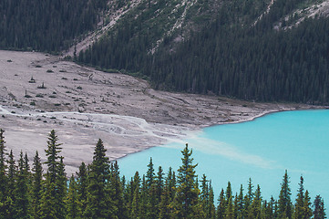 Image showing Pine trees by a blue lake