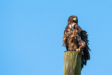 Image showing Haliaeetus albicilla eagle on the top of a wooden post