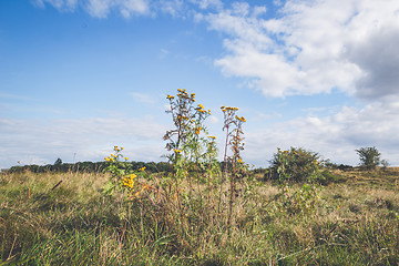 Image showing Yellow wildflowers on a prairie