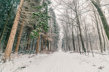 Image showing Snow in a forest in Denmark