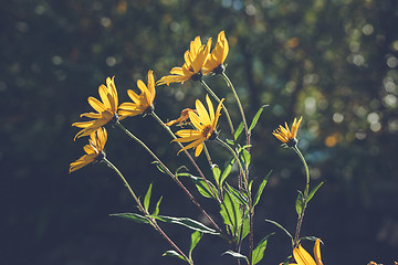 Image showing Yellow marguerites in the wind