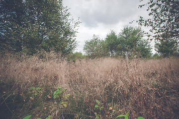 Image showing Tall grass in the fall on a meadow