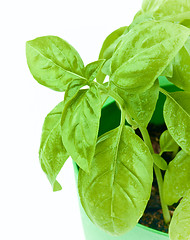 Image showing Fresh Green Basil