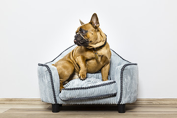 Image showing bulldog on a small sofa