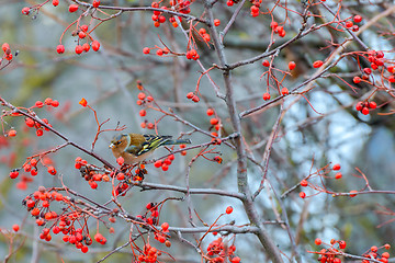 Image showing Chaffinch eats the berries