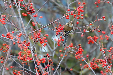 Image showing Chaffinch sitting on branches