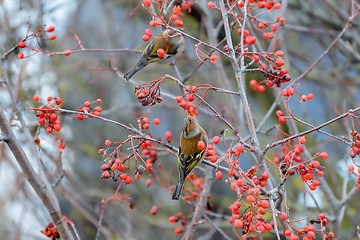 Image showing Chaffinches eats the berries