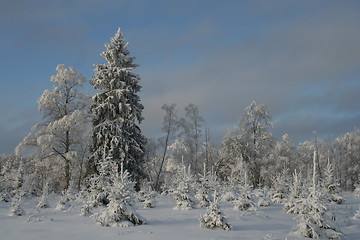 Image showing Snowy forest in winter