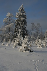 Image showing Snowy forest in winter