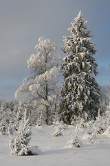 Image showing Snowy forest in winter