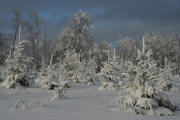 Image showing Snowy forest in winter