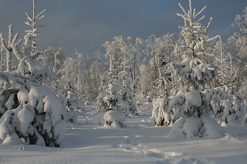 Image showing Snowy forest in winter