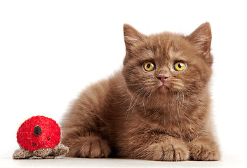 Image showing brown british short hair kitten