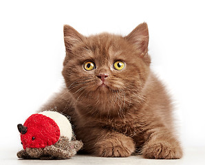 Image showing brown british short hair kitten