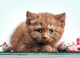 Image showing brown british short hair kitten