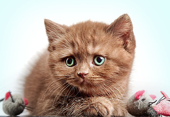 Image showing brown british short hair kitten