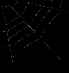 Image showing Trap Spider Web