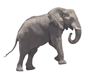 Image showing elephant on white