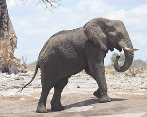 Image showing elephant