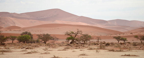 Image showing Namib landscape